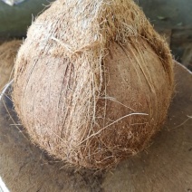 椰子