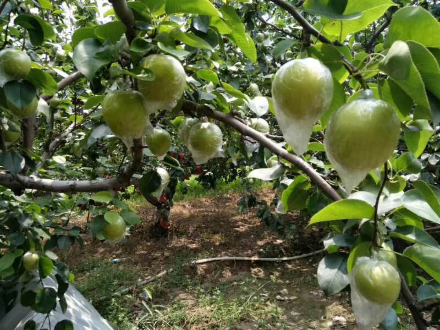 果园工人正在进行水晶梨果实套袋作业,背景为连州丘陵地貌 连州水晶梨果园套袋管理