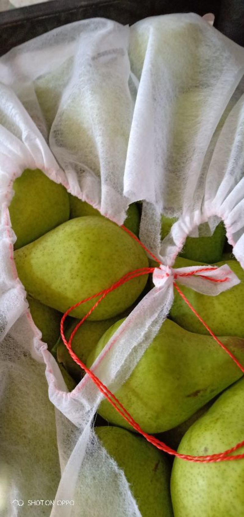 河北石家庄晋州市梨 0.50元/斤贵妃梨,套袋油瓶