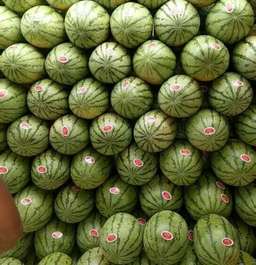 石缝瓜硒砂瓜8斤打底9成熟1茬包熟包甜一条龙