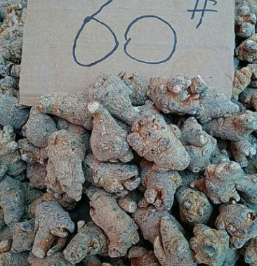 文山正宗三七滑头60头