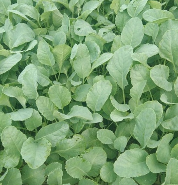 [白菜苗批发]洋白菜苗价格0.10元/株 - 一亩田