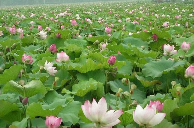 图示展示了荷花整体结构,重点标出地下部分的莲藕位置 荷花与莲藕结构图
