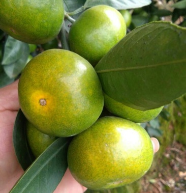 [柑桔批发]特早熟温州蜜橘价格1.50元/斤 - 一亩田