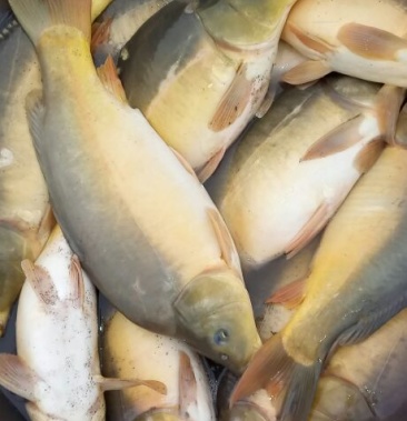 [裸鲤鱼批发]裸鲤 无鳞鲤鱼苗价格10.00元/斤 - 一亩田