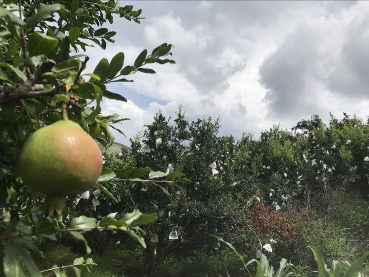 山东省聊城市东昌府区沙镇一处现代化石榴种植园区, rows of石榴树整齐排列,采用滴灌系统,部分果实套有防虫纸袋,农民正在田间进行采摘准备,背景可见农业合作社标识牌和冷链运输车辆 聊城东昌府区沙镇石榴示范园实景