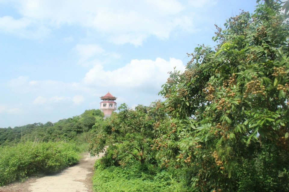 石硖龙眼果园全景