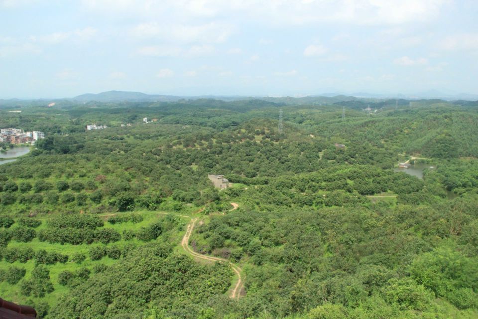 石硖龙眼母本园全景