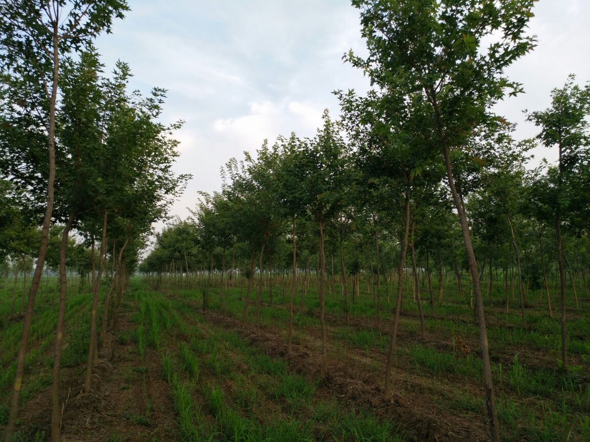 展示精品五角枫基地的广阔种植区域,背景为连绵的山地和整齐的五角枫林 五角枫基地航拍图