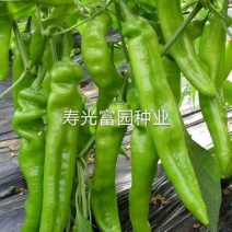 辣椒苗抗病毒高产各种辣椒苗