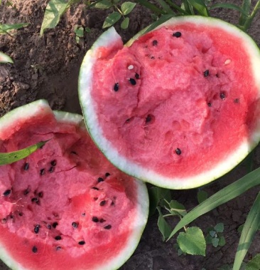 [地雷瓜批发]东北吉林洮南黑水西瓜基地地雷瓜专业代收