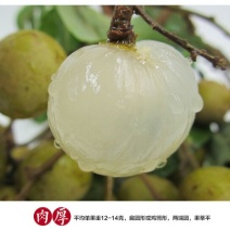 广东石硖/储良龙眼顺丰包邮批发一件代发甜度高