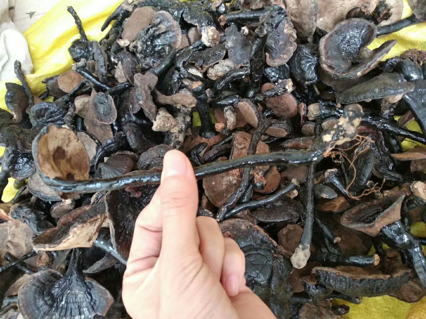 黑灵芝成分检测实景图:突出专业仪器、标准对照设置及关键成分峰位标识 实验室检测场景:技术人员正使用高效液相色谱仪(HPLC)分析黑灵芝样品,电脑屏幕显示清晰的灵芝酸色谱峰图;左侧试管架摆放三组样品:标有“正品黑灵芝”“市售宣称黑灵芝”“实验室对照赤灵芝”