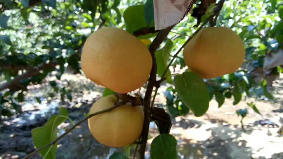 秋月梨树挂满成熟果实的果园全景