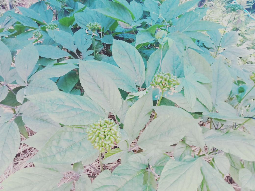 高丽参植株特写