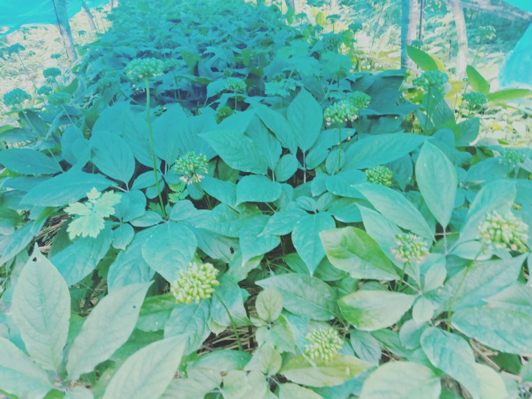 高丽参种植基地实景图