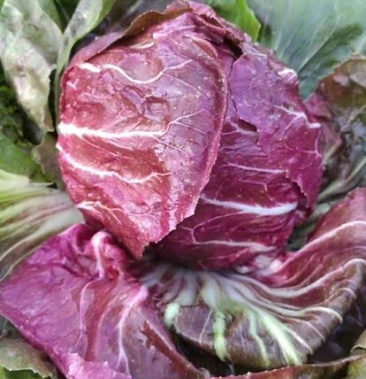 [结球菊苣批发]结球菊苣 ,紫菊,精品,小郭特菜价格8.00元/平方米 - 一