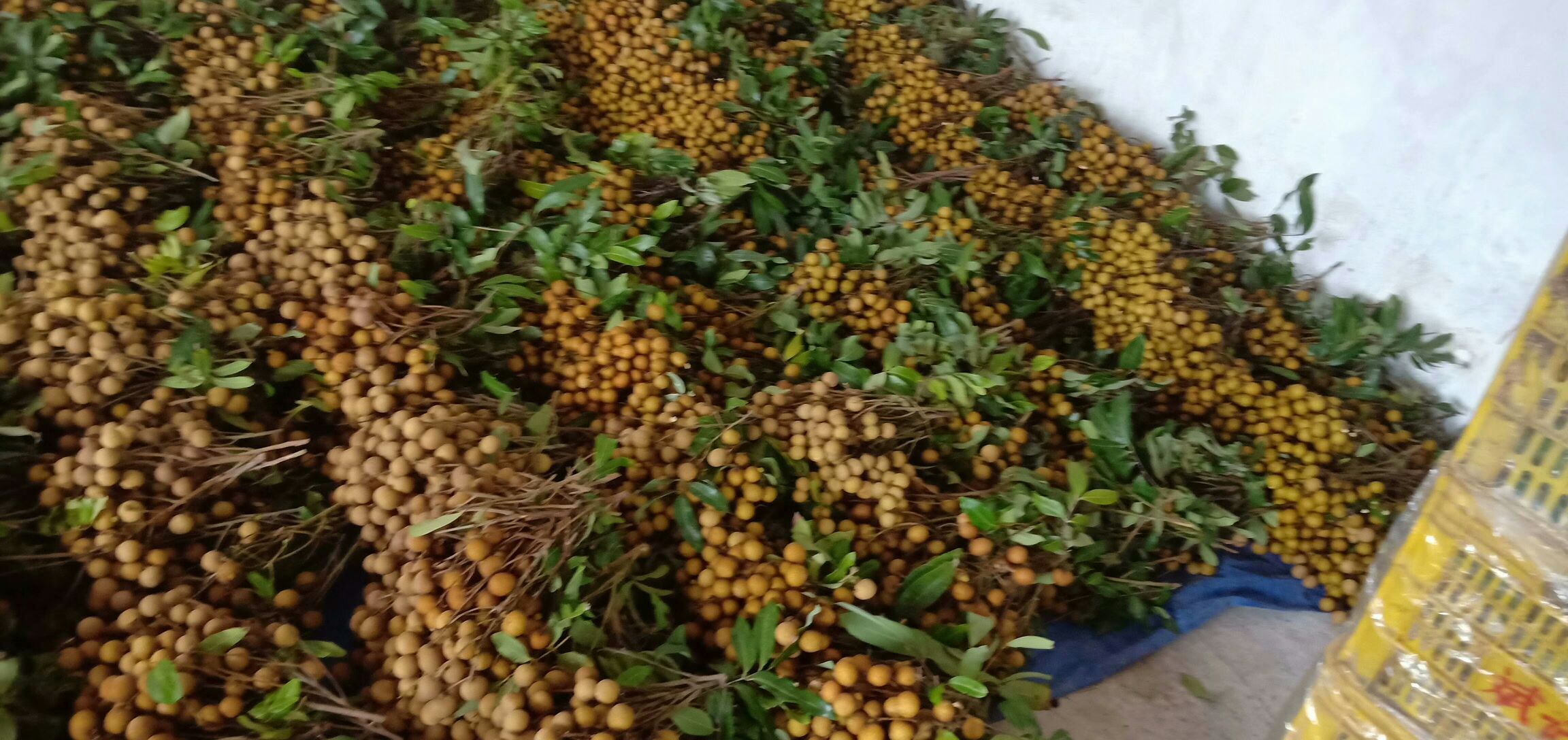 石硖龙眼丰收采摘场景