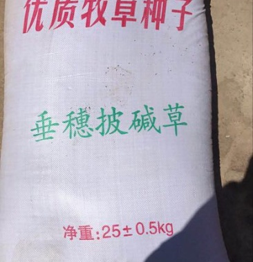 [披碱草种子批发]披碱草种子价格6.00元/斤 - 一亩田
