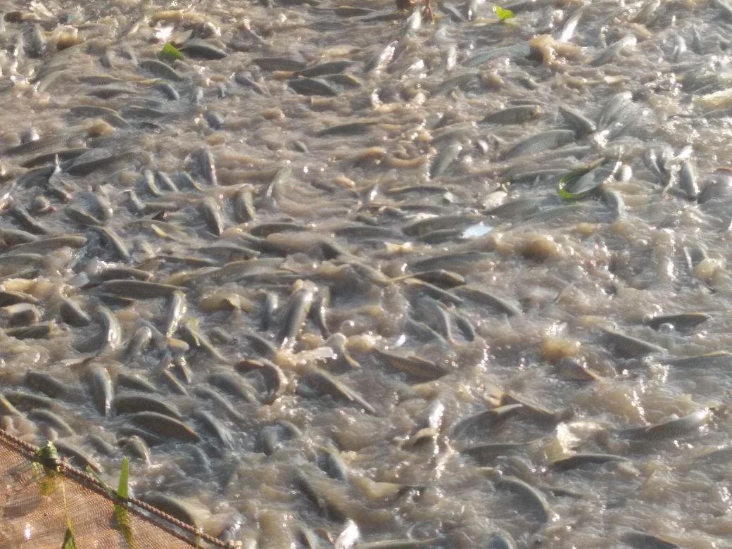 白对虾智能化养殖监控系统