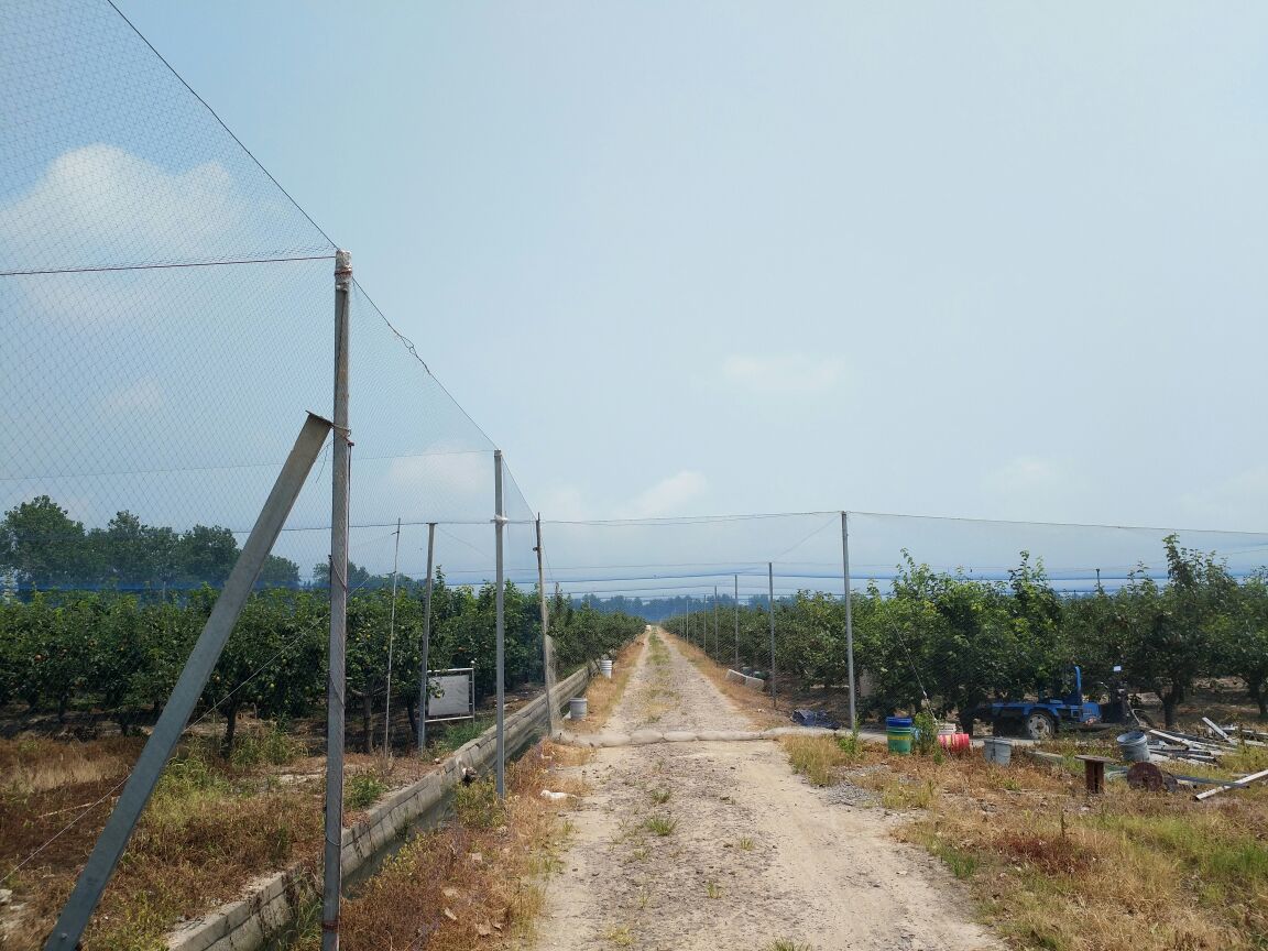 翠冠梨果园遮阳网覆盖