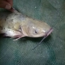 杂鱼