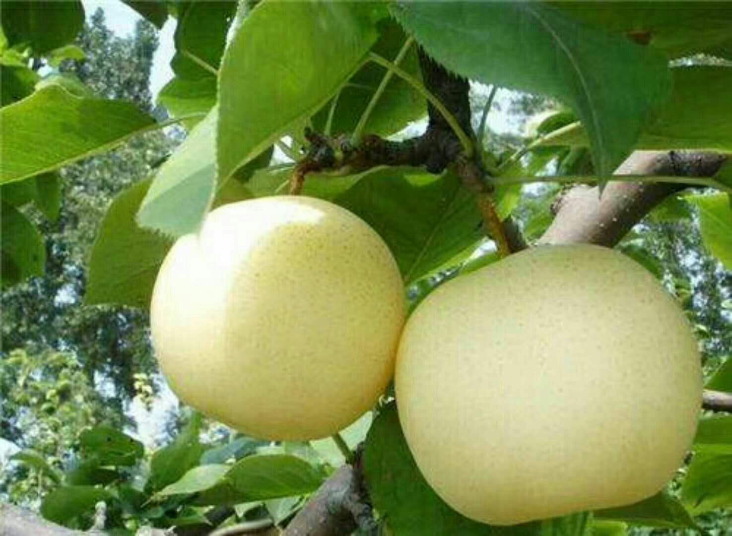 黄金梨果园航拍图