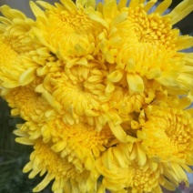 黄菊（金善太阳三号光玉）