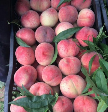 山西运城特产红不软毛桃