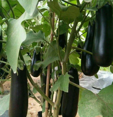 茄子黑宝又名烧烤茄黑金刚不来迪