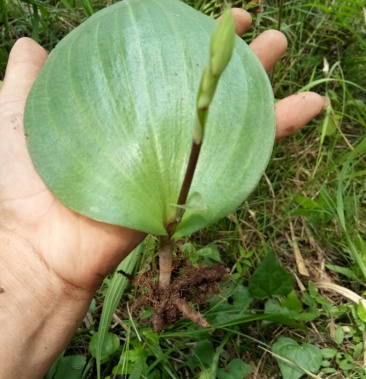 [批发]纯野生双肾草种苗价格50.00元/株 - 一亩田