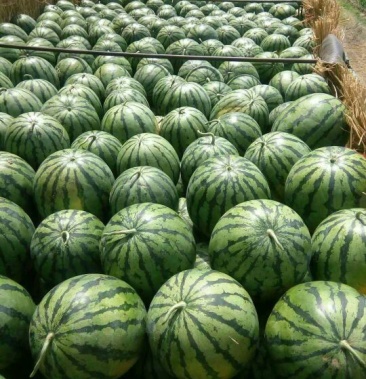 庆红系列西瓜大量供应中,精品西瓜,皮毛好