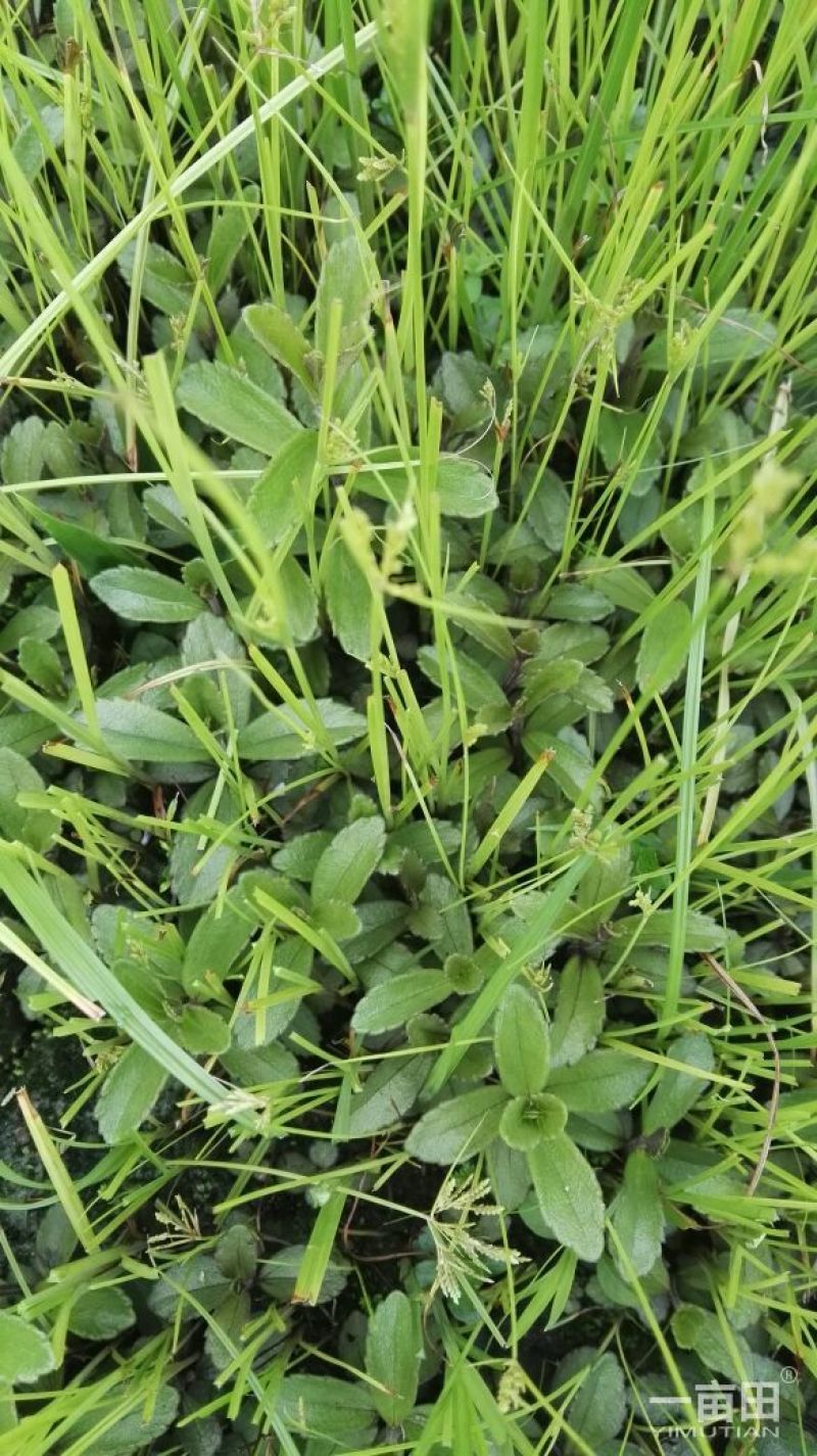 云南红根野蚕豆