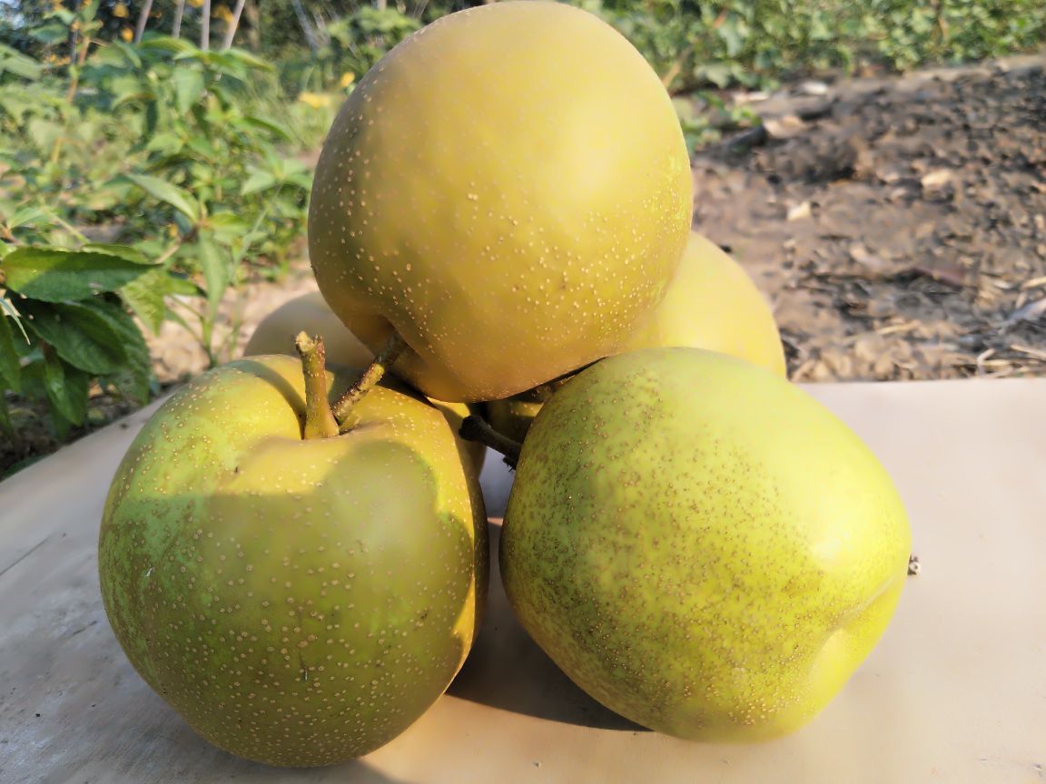 一颗成熟的红肖梨放在木质托盘上,果皮呈黄绿色底色,表面布满不规则的紫红色晕斑,果点细密清晰,果柄完整,切开后露出洁白紧实的果肉,汁水欲滴 红肖梨果实特写照片