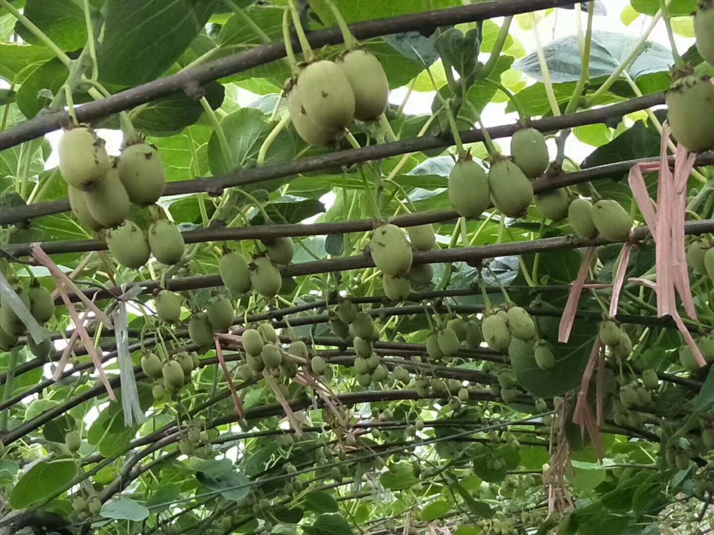 一片整齐种植的黄心猕猴桃金艳果园,藤蔓攀爬在棚架上,枝叶繁茂,挂满椭圆形黄褐色果皮的猕猴桃果实,阳光透过叶片洒落在果实表面,展现出丰收景象 黄心猕猴桃金艳果园实景