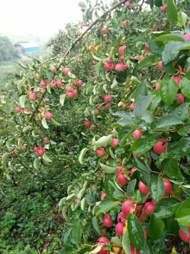 花红沙果,沙果花(第12页)_大山谷图库