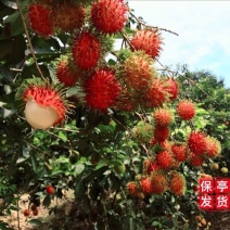 毛丹海南保亭7号红毛丹