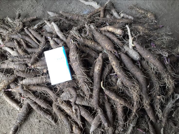 古籍中的沙参图