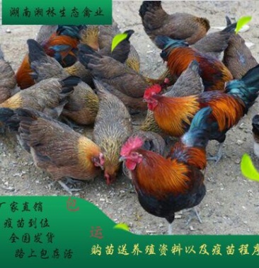 热销茶花鸡苗青脚土鸡苗绿壳蛋鸡苗跑山鸡苗黄土鸡苗疫苗到位