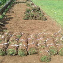 大量草皮供应
