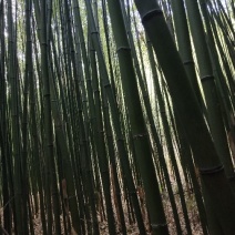 金竹长4米米径3厘米