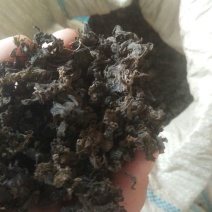 大量供应地皮菜，地道地皮菜