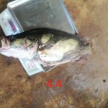 鳜鱼，4斤到6斤冰鲜鲜货