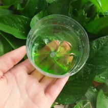 硝硫基氮肥