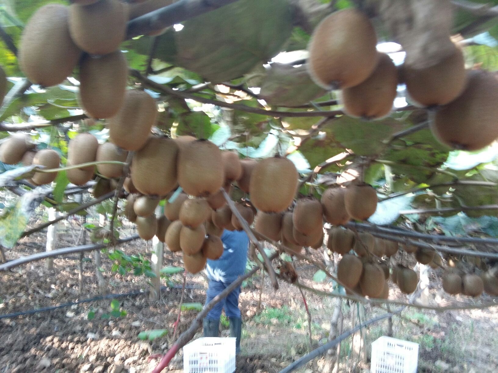 采摘工人在永顺县猕猴桃果园中采摘成熟果实