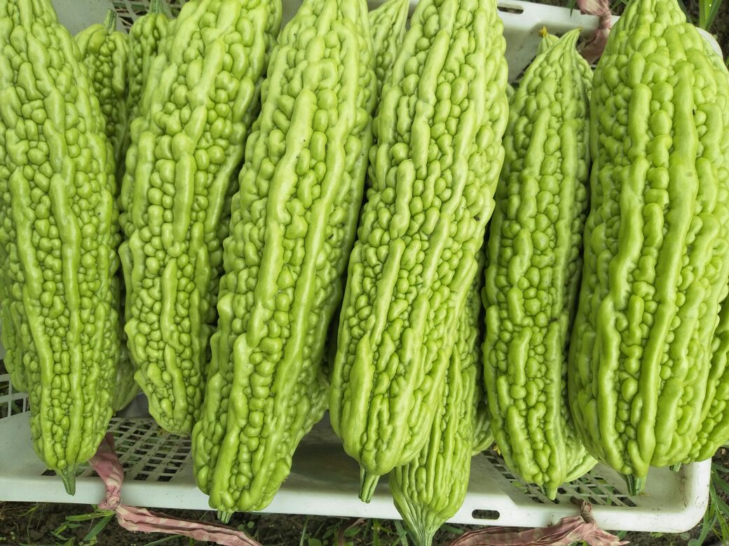 苦瓜根清洗与去皮处理