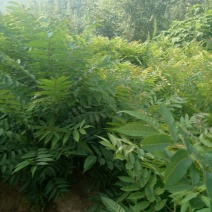 香椿树苗一米以上