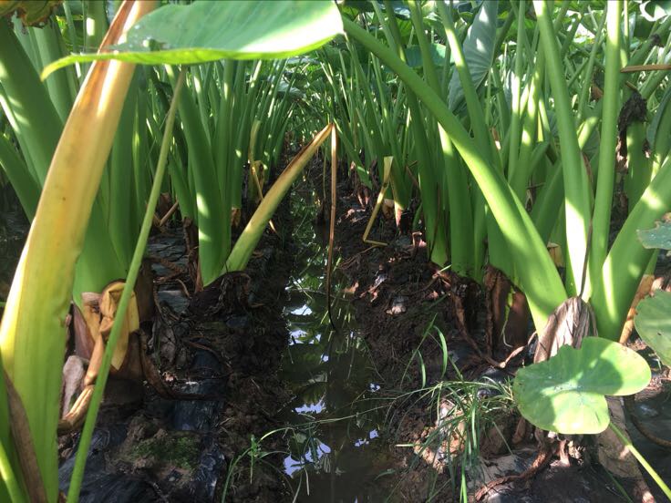 湖南江永香芋种植基地航拍图