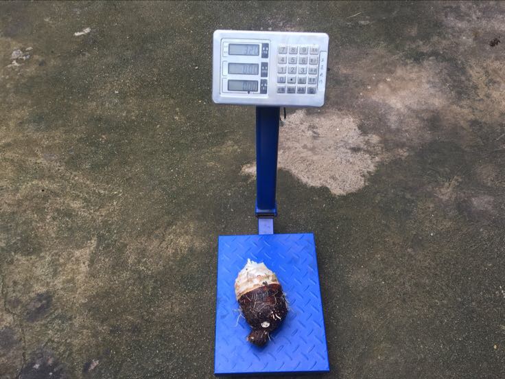 一位中年男性正在厨房蒸制香芋，旁边摆放着电子秤和营养标签卡片