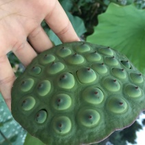 鲜莲蓬，产地重庆果粒饱满，现摘现发。交通方便，航空方便